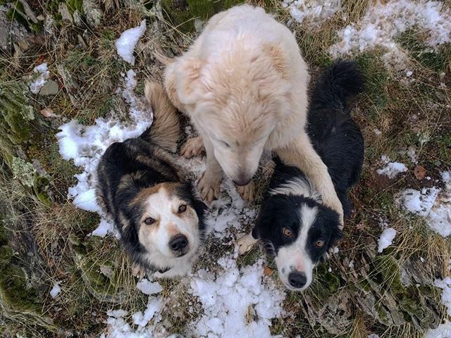 formatgedegavas's tweet photo. Us desitgem un bon Nadal a tothom!
#Farra #Àneu #Gisca #Collie #MuntanyaPirineus https://t.co/ERPsXASBya https://t.co/KFkHgHBo4g