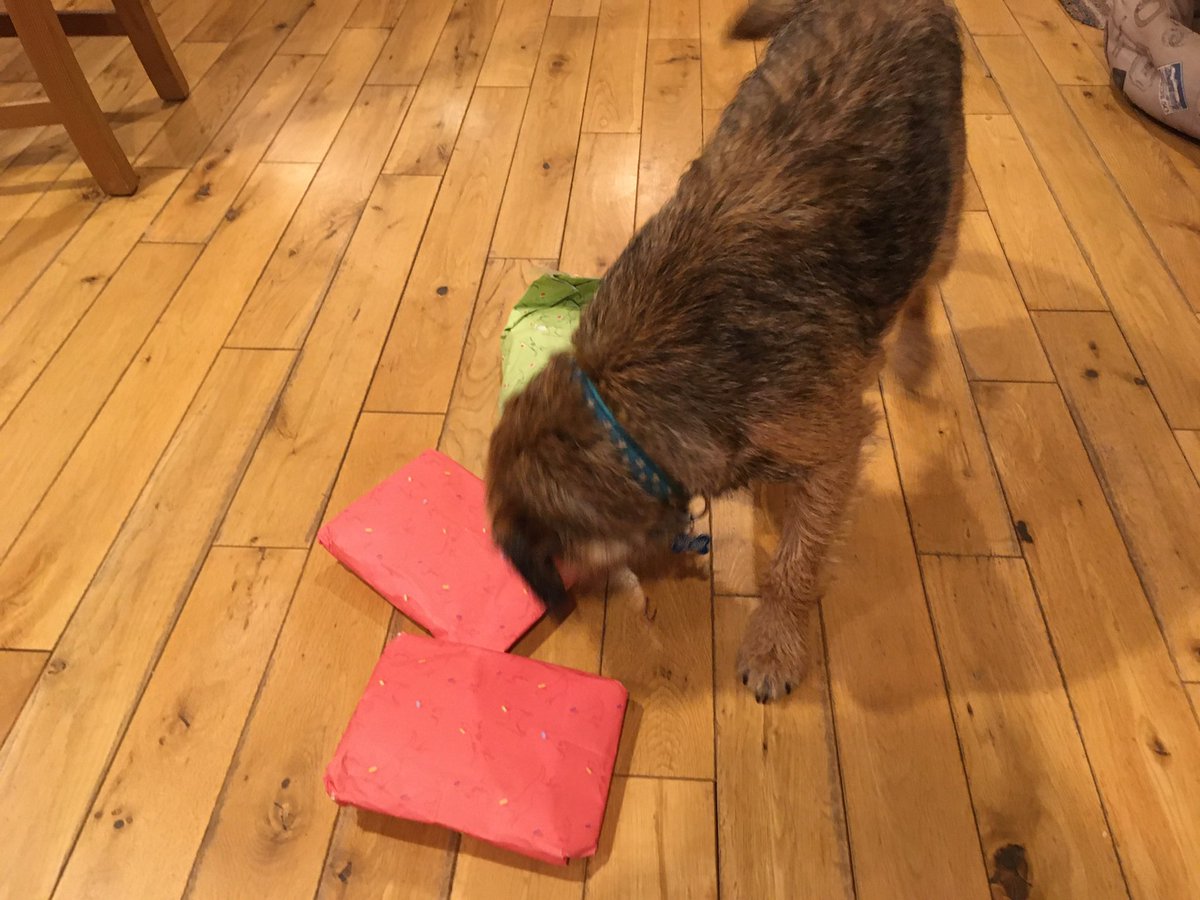 TobyWitnit's tweet photo. #btpsanta HAPPY CHRISTMAS EVRYFUR!! And fank you SO much for my Secret Santa present (which mummy ses I hav to share wiv Toby!) Have a grate day, buddies! https://t.co/egnMeRIcuY