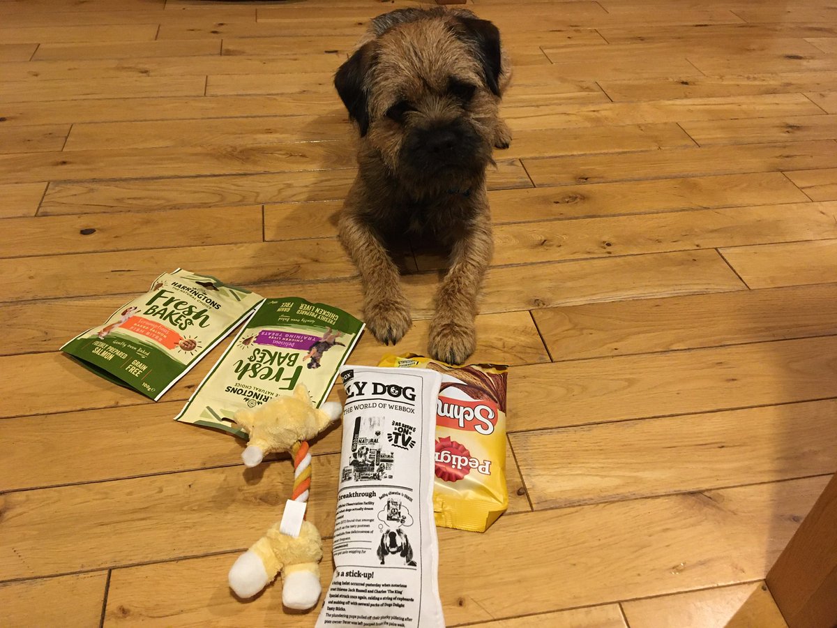 TobyWitnit's tweet photo. #btpsanta HAPPY CHRISTMAS EVRYFUR!! And fank you SO much for my Secret Santa present (which mummy ses I hav to share wiv Toby!) Have a grate day, buddies! https://t.co/egnMeRIcuY