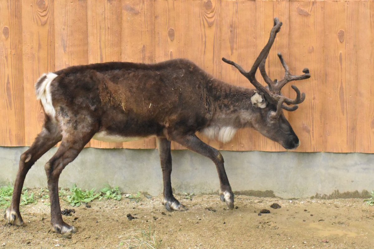 同じトナカイでも夏毛と冬毛じゃこんなに違うんですよっと言いたい