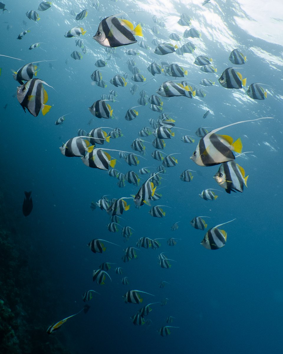 DBIfinolhu's tweet photo. The schooling bannerfish is a small fish that can reach a maximum length of 18–21 cm. Its background color is white with two large black diagonal bands 🐠 #bannerfish #maldives #divebutlerfinolhu @finolhumv @PADI @PADI_Travel https://t.co/ad0R8SLIR3