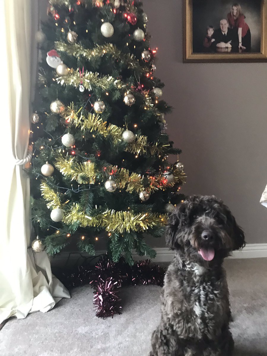 Happy Christmas from Hector! Here’s the only photo where he’s actually sat still for a second because I finally offered the sausages as a bribe  🎄