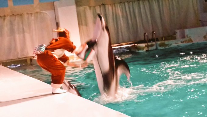 青森 浅虫水族館 のイルカショー 料金 営業時間 割引チケット Suizok全国水族館ネット