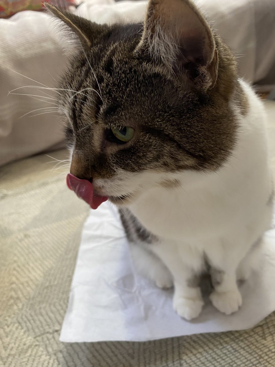 DavidMuttering's tweet photo. Ok Legal Twitter (and any of an investigative bent), there is a crime to be solved. An unopened packet of Dreamies was found damaged (Exhibit 1). It was a Christmas present for the suspect (Exhibit 2). Case theories anyone? @BarristerSecret - any thoughts? https://t.co/K9Y5rrroiy
