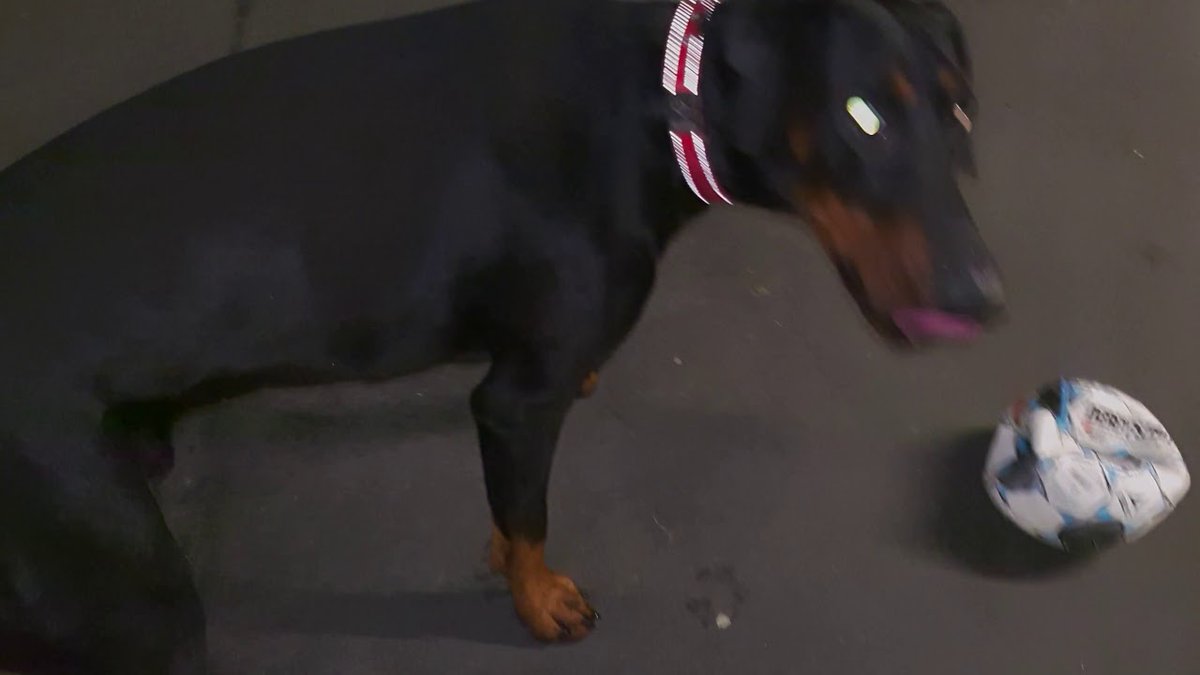 Kampfmops Jeff T Co Tncnnd9yur Dobermann Doberman Hund Ball Fussall Balljunkie Mutantendackel Kampfmops Dobermanpinscher Leuchthalsbans Dog Cien Perro T Co Jcudf8ejmx