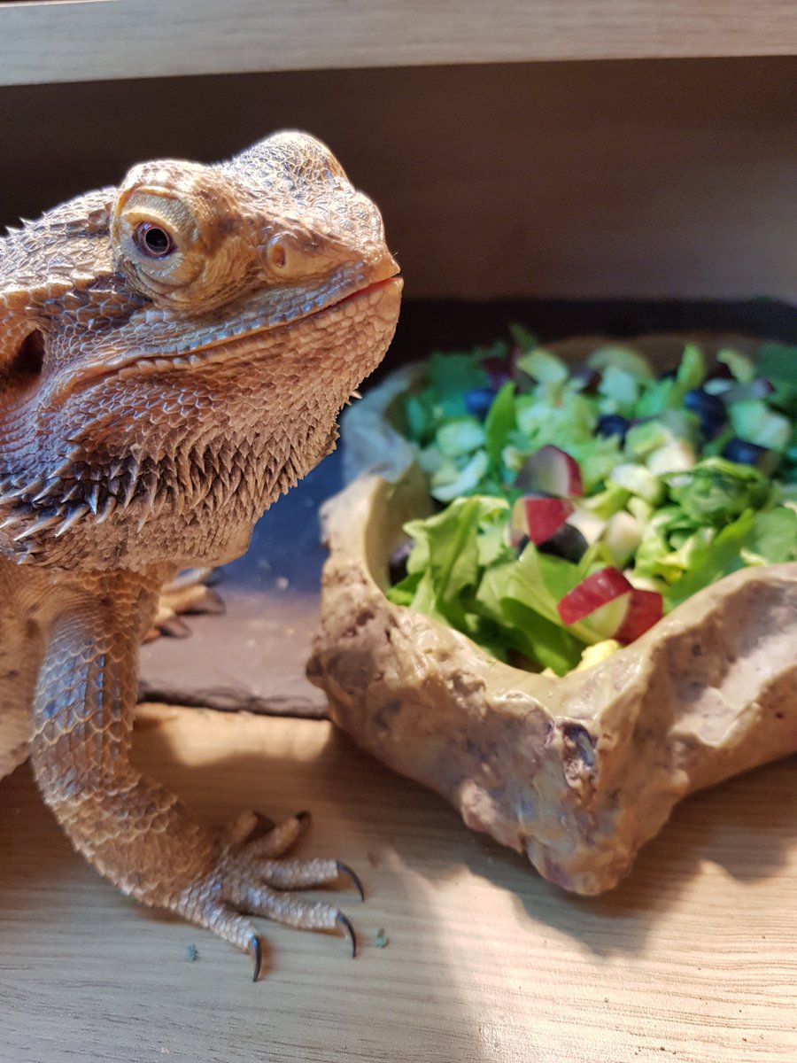 Bearded_Dexter's tweet photo. Happy Christmas everyone! Enjoy your lunch, I am!! #ChristmasDay #ChristmasDinner #Christmas #dexter #beardeddragon https://t.co/mgXfaPPt0B