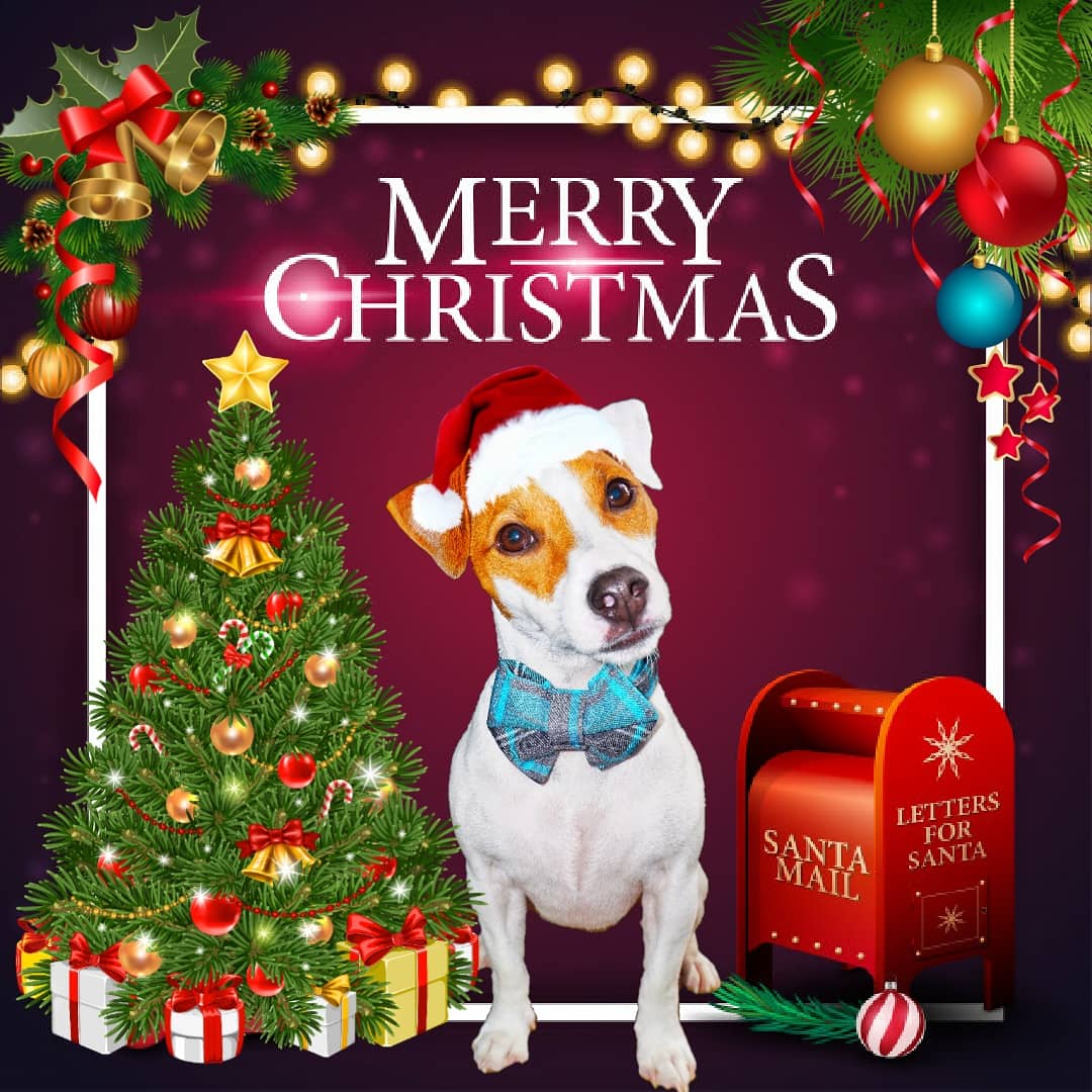 Mr_Roo_Leo (@MrRooLeo1) | Twitter