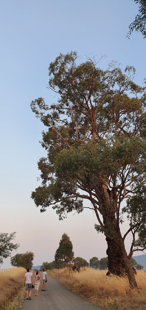 CavalloDelMare's tweet photo. Christmas magic. #EucBeaut #eucalypts #ozplants #bushchristmas #RememberTheWild https://t.co/RhYgFpS48d