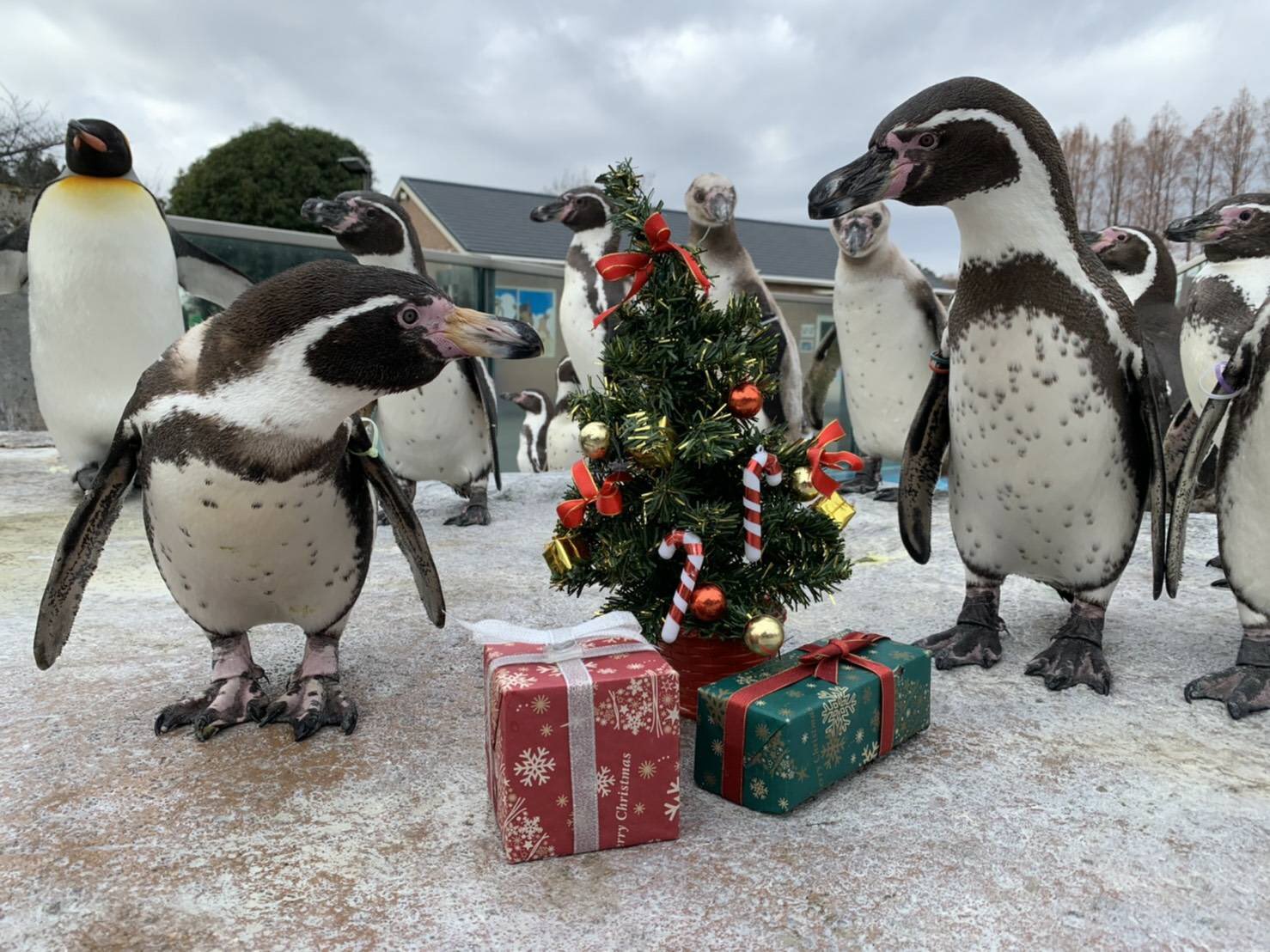 東武動物公園 公式 リュウくん メリークリスマス 皆さんの所にはサンタさんはやってきましたか 東武動物公園のペンギン達の所にはサンタさんが来たみたいです それでは よいクリスマスを ちょっと遅かったかな 東武動物公園 ペンギン