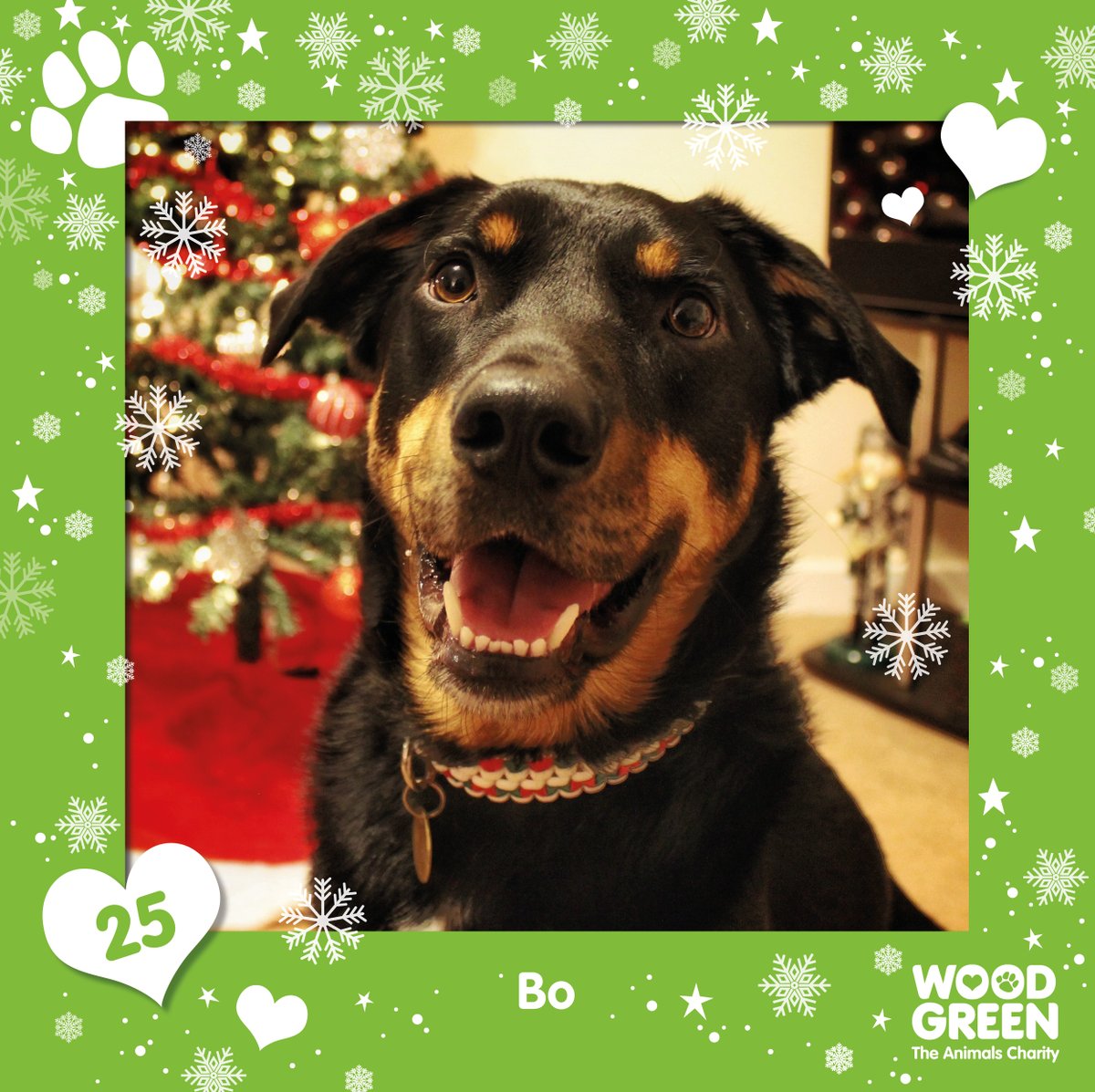 wood green dogs needing homes