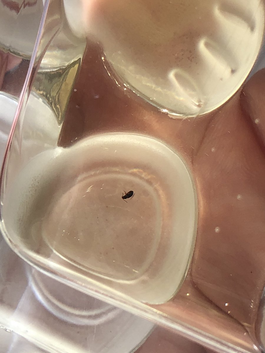 Rose_Katie's tweet photo. @Debenhams Hi! I got a perfume as a Christmas gift but my bottle has a dead insect inside, can you advise me on what to do? I have attached photos. Thanks, Katie https://t.co/Q7k8pNN64H