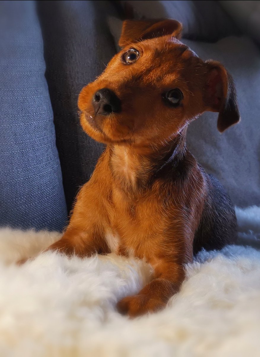 MissNurki's tweet photo. For Christmas I did a photoshoot with my mom-in-laws puppy and gave her 6 large photos and a frame as a gift. I love giving home made or semi home made gifts. What's the best gift u ever got(to give), Christmas or other. 
#joinin #prepfor2020 https://t.co/1bx6gWj0es