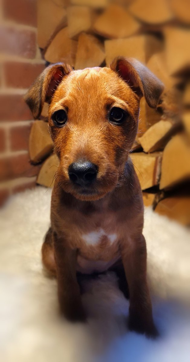 MissNurki's tweet photo. For Christmas I did a photoshoot with my mom-in-laws puppy and gave her 6 large photos and a frame as a gift. I love giving home made or semi home made gifts. What's the best gift u ever got(to give), Christmas or other. 
#joinin #prepfor2020 https://t.co/1bx6gWj0es
