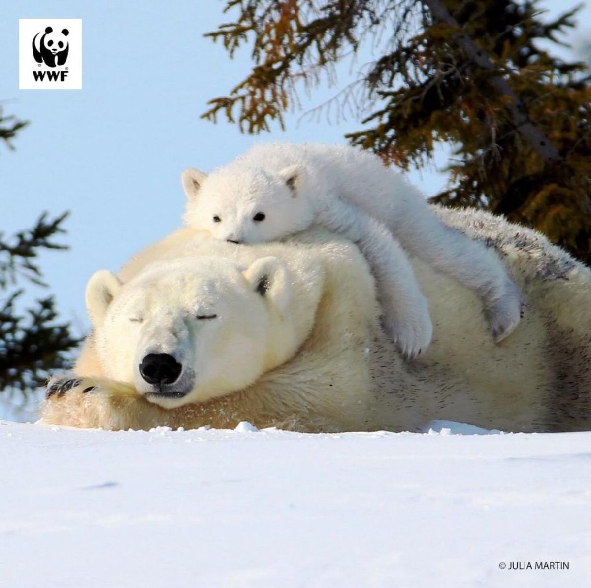 For them... For our children... For us... #savetheplanet #climatechange #saveourplanet #saveplanetearth 🌎🌏🌍 #polarbear #polarbears #glacier #savetheglaciers