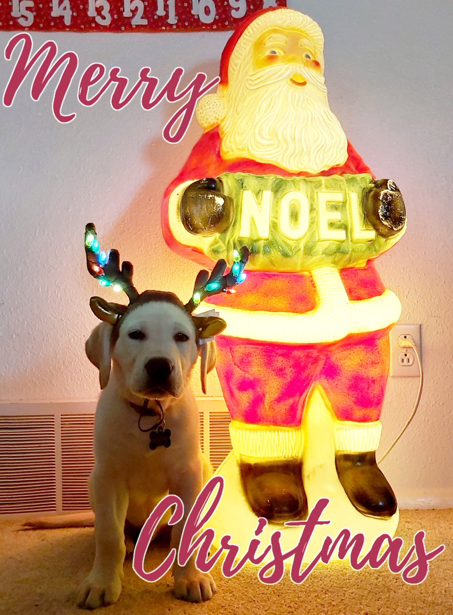 DoubleBeam's tweet image. Wishing you all a Merry Christmas and happy holidays!
-Cary &amp;amp; #Hunter

#PaleoLab #DinoDog #LabLab #DinoLab #PaleoPup