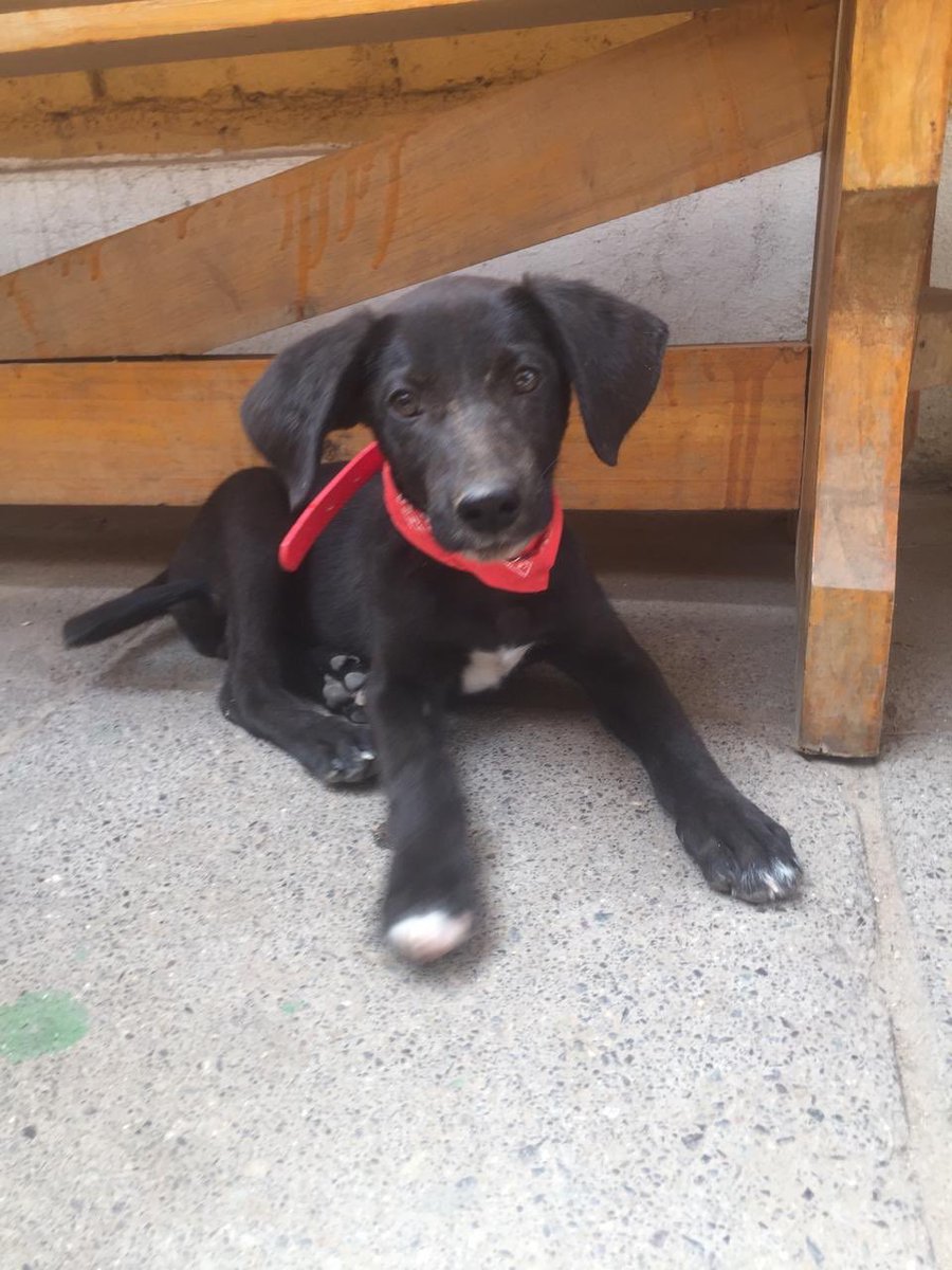 #Pudahuel perrito Adopción responsable, se entrega con vacunas gratuitas, esterilización gratuita a los 5 meses información +56990432314