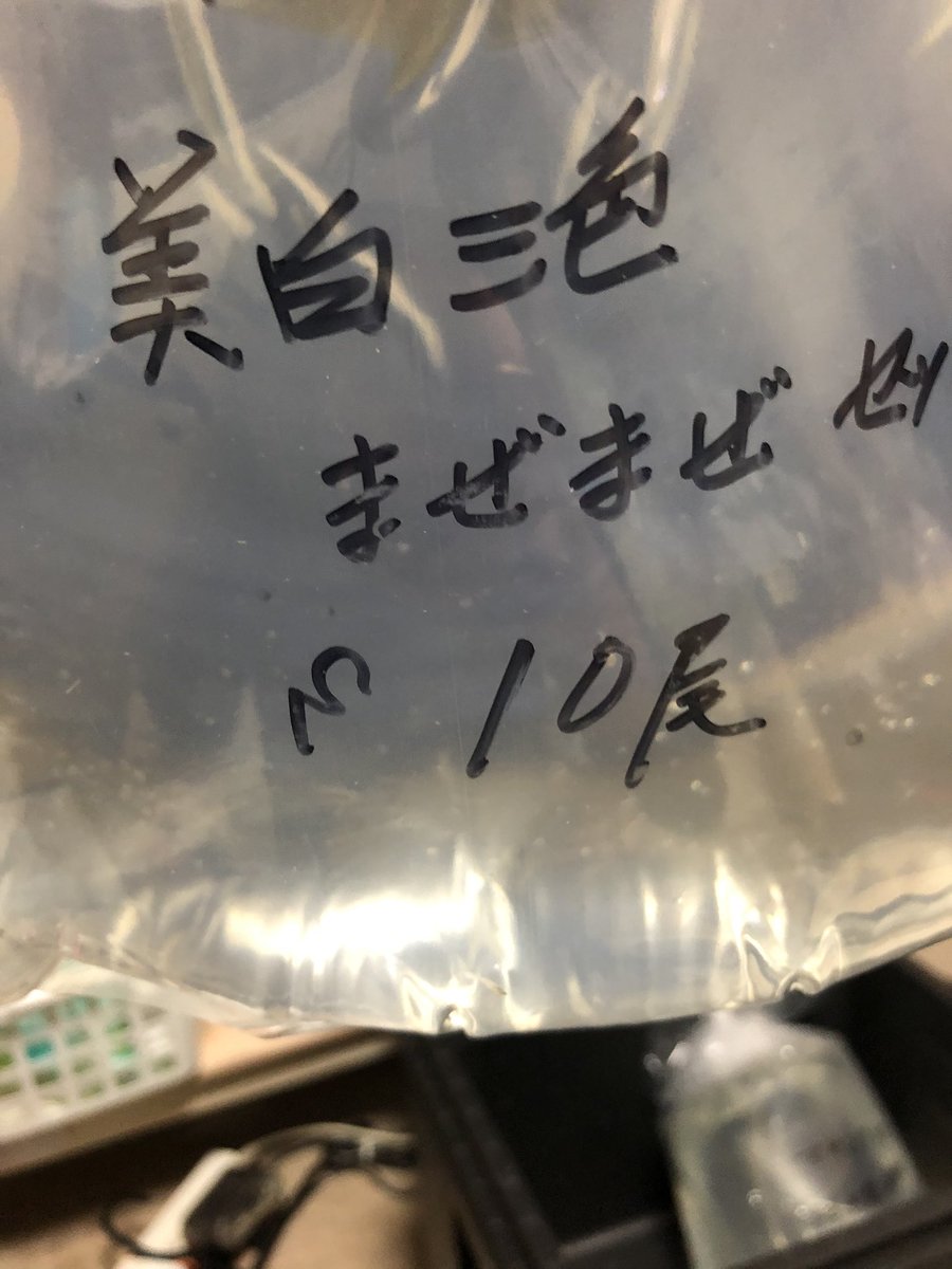 めだか本舗 めだか本舗