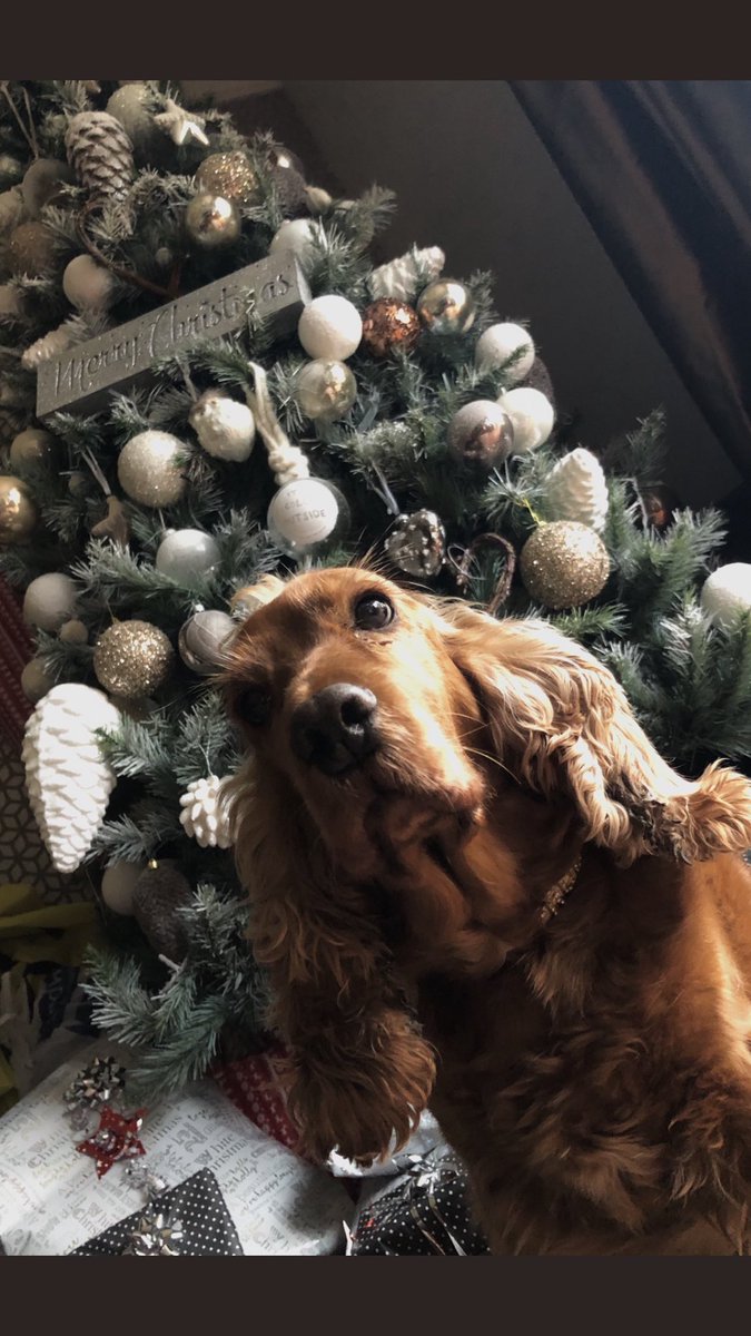 DanielleFox__'s tweet photo. 2016 2017 2018 2019 :(( miss my little bestie 😥😥😥😥😥 https://t.co/ilGc4k0SMd