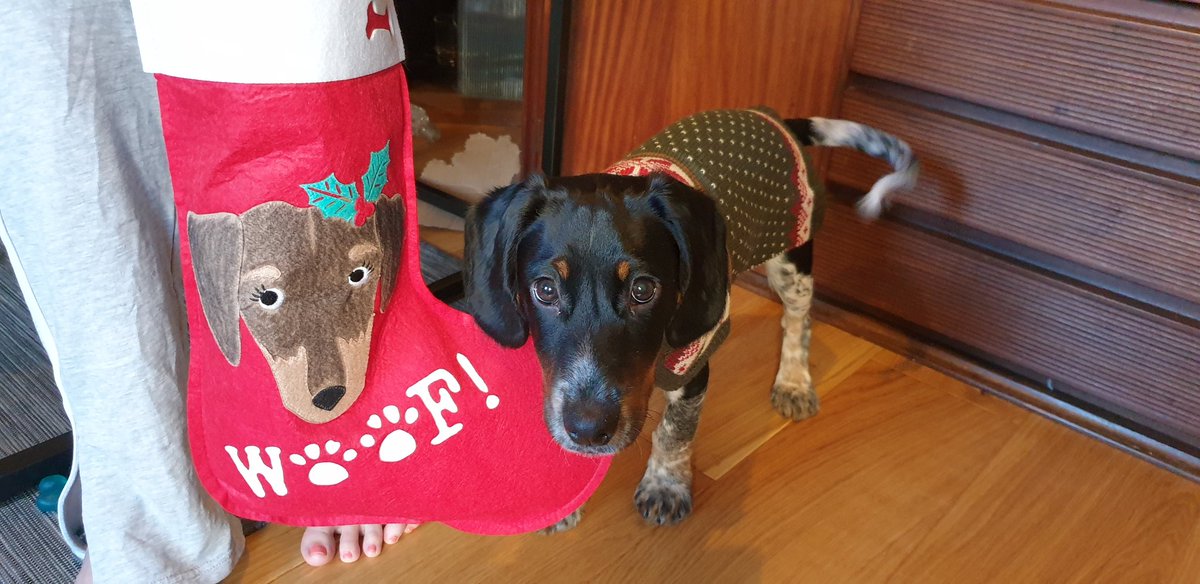 DanAveryActor's tweet photo. Post nightshift and the presents are coming out. Someone loves their new xmas jumper! #ChristmasDay #Christmas #puppysfirst #puppy #christmasjumperday #dogsatchristmas https://t.co/A12taWjioE