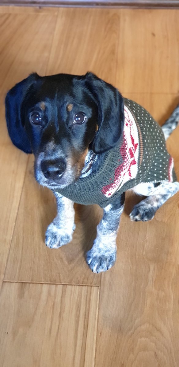 DanAveryActor's tweet photo. Post nightshift and the presents are coming out. Someone loves their new xmas jumper! #ChristmasDay #Christmas #puppysfirst #puppy #christmasjumperday #dogsatchristmas https://t.co/A12taWjioE
