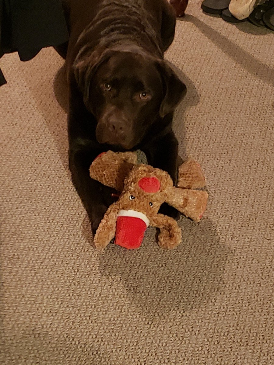 Dubs101002's tweet photo. Merry Christmas to all my Pals.  God's blessings to each of you and your hoomans! #Christmas #dogsoftwitter #labradorretriever https://t.co/AQnQnrO91m