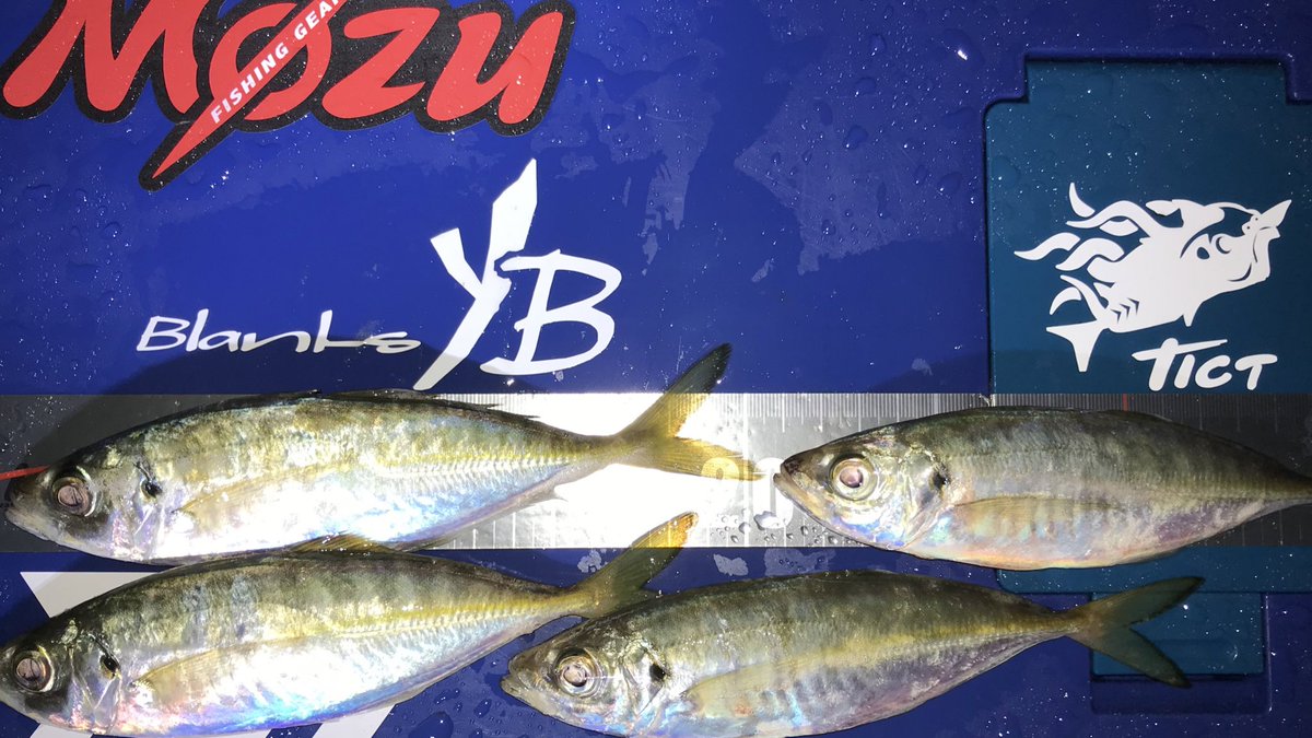 Shinyaxchon's tweet photo. 2019年釣り納め!
雨の中びしょ濡れアジング。
当たりはあるも乗せられない、そんな歯痒いアジングになりましたが豆4匹釣れたので満足。
来年はパッツン系のロッド買おう!
#つり電
#f_comets
#廣島鯵組
#mozu https://t.co/fXysP6WR2G