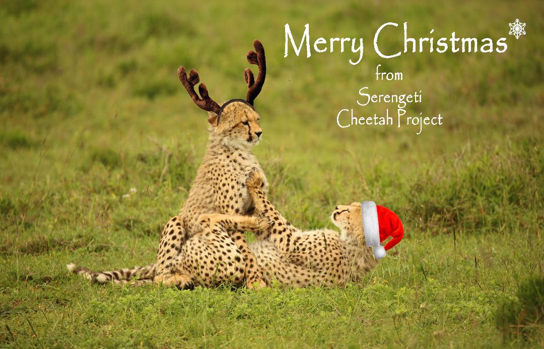 SerengetiCheeta's tweet photo. May your #Christmas be Merry and Bright!!
#SerengetiCheetahs #SpottyCats #PlayfulCubs #FestiveSeason #Deember #SerengetiCheetahProject #WCS #ZSL
@SarahMDurant @SerengetiCheeta @denzminja271 @SultanaBashir @hmk_oneill @AnneWHilborn @WCSTanzania @ZSLconservation @zsllondonzoo https://t.co/oDjiy8jQdS