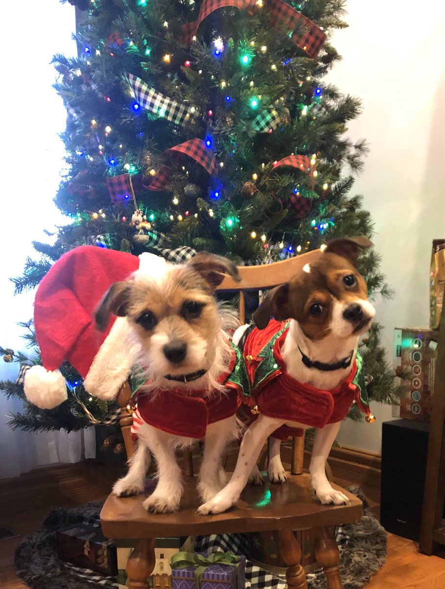 pegspaws's tweet image. Very blessed this #Christmas Beautiful new home with amazing puppies!  #yolo #HappyBirthdayJesus #phoebe #ursula #happyhappy
