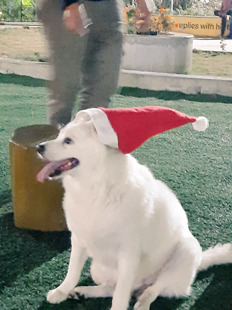 Dogparkhyd1's tweet photo. Ho Ho Ho Merry Christmas to every one... #Hyddogpark https://t.co/EprEacw9Zu