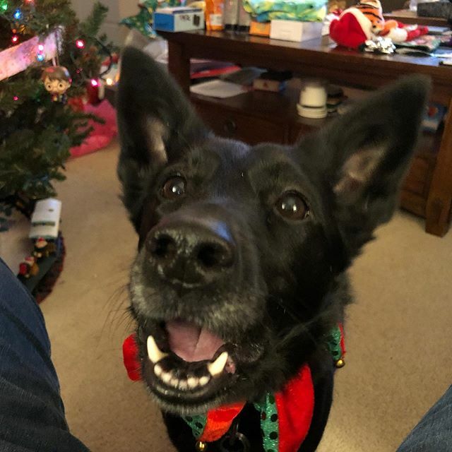 thestormsilva's tweet photo. Can I have some more duck jerky please? 🐾❤️🐾 #BorderCollie #rescue #dog #dogsofinstagram #dogsofig #rescuedog #StormLiveBig #Christmas #Christmas2019 https://t.co/1I74HcAhZK https://t.co/1SsVIR8cZE