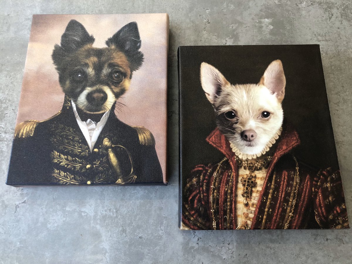 alfit_d's tweet image. Aw pals look what Hoosister got M&amp;amp;D as a Christmas present - Mum thinks it’s the best present EVER!! #chihuahuasofinstagram #btposse