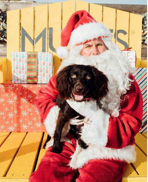 LBDTradingCo's tweet photo. “May this Holiday Season sparkle and shine and may all your wishes and dreams come true, Merry Christmas.”

 📷: @cricket.or.ticket

#doglovers
#boykin
#boykinsofinstagram
#littlebrowndog
#boykinspaniel https://t.co/d3YDr97cU3