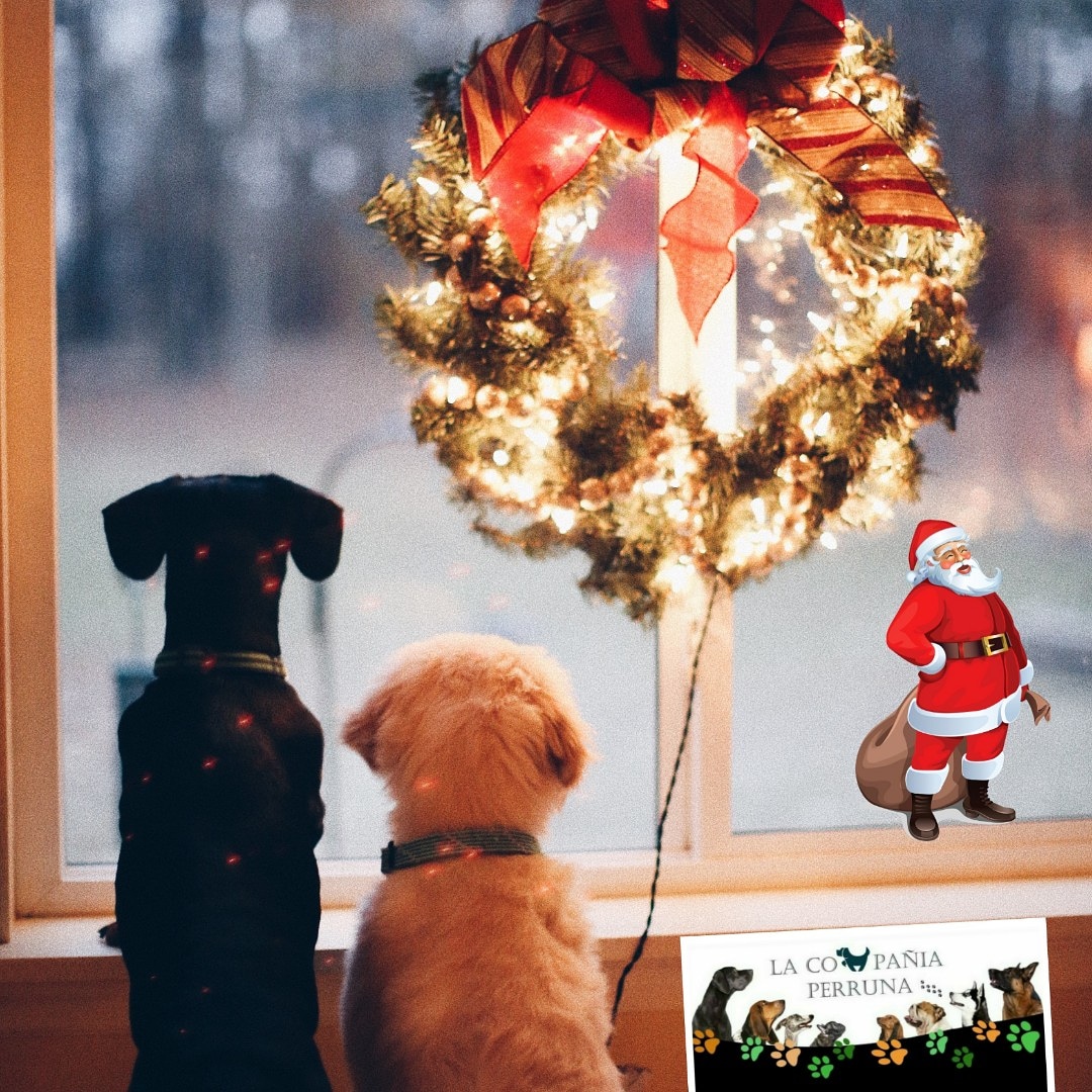 vboserman's tweet image. #FelizNavidad2019 #buenacompania #perrosadorables #FelizDiaDeNavidad #lacompaniaperruna