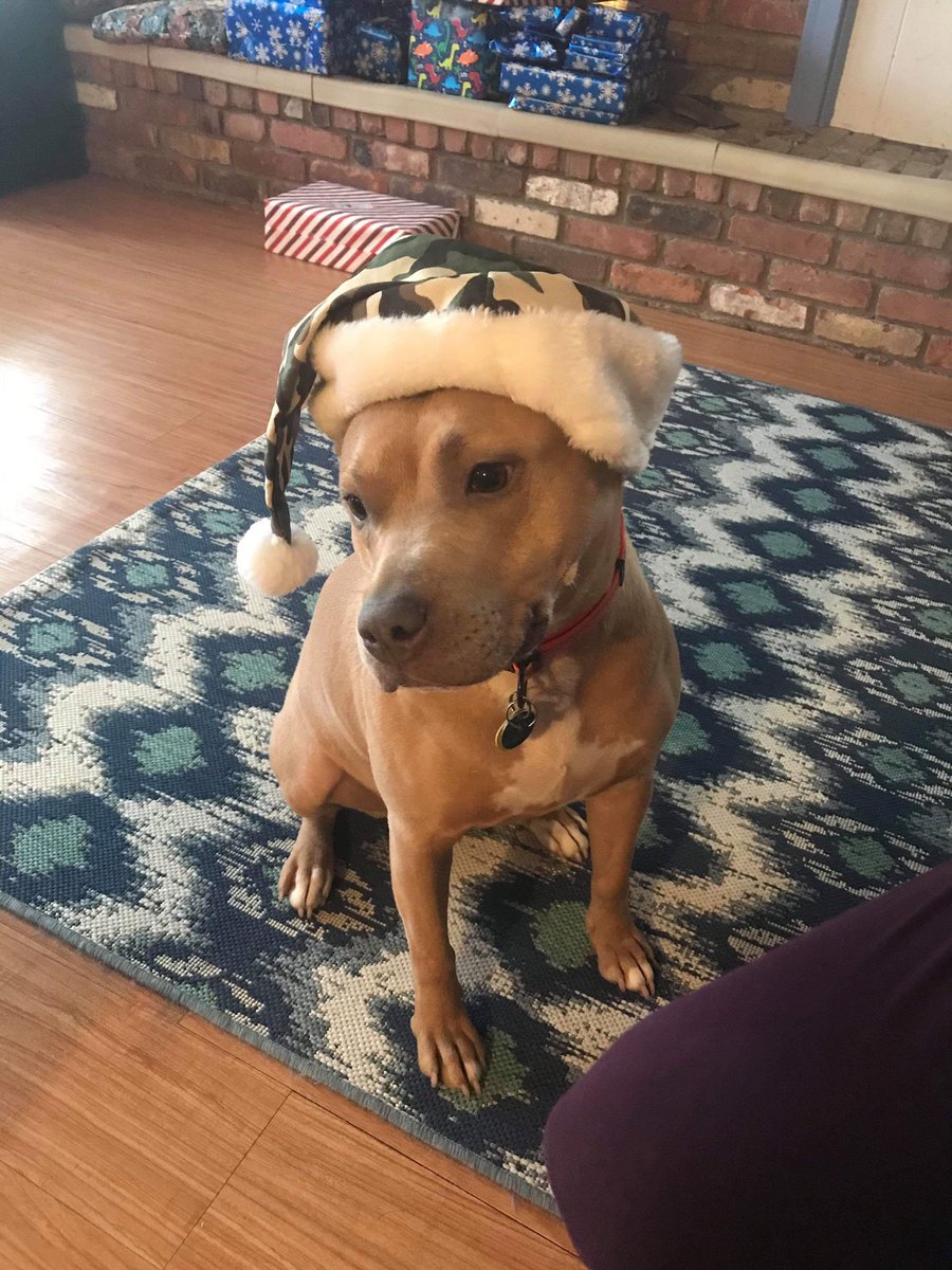 Erik_WWE's tweet photo. Merry Christmas !!!
#merrychristmas #roachdog #santapaws @sarahloganwwe #teamrowe https://t.co/JglsXdBFv1