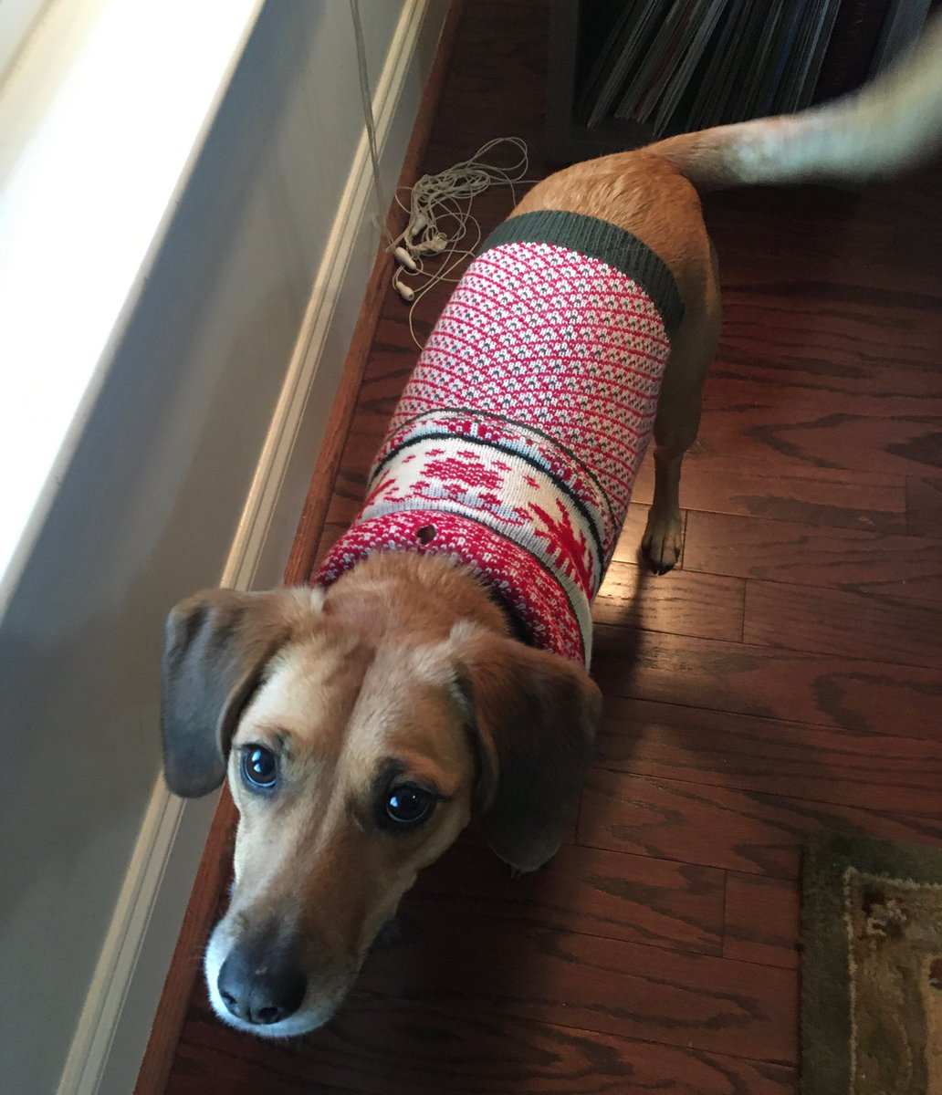 ReneeInSC's tweet photo. Dog & desk are decked out for Christmas! ❤️🐾🎄🎅🏼🎁
Merry #DailyDusty! https://t.co/mRO6bWCZGF