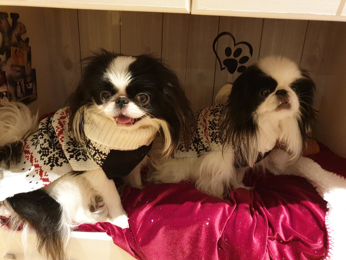ChinJapanese's tweet photo. Merry Christmas and a happy new year from Gizmo and Sjann 

#japanesechin #chindog #happydog #doglife #dog #norway #dogsofnorway #haveaniceday #MerryChrismas #XmasEve #ChristmasDay #christmas #dogchristmas #christmasdogs https://t.co/6YpAfuFeyl