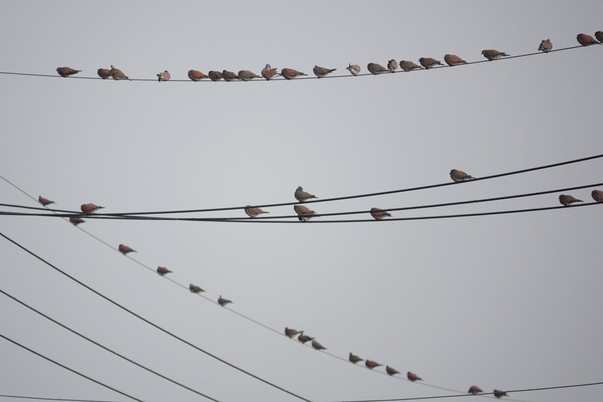 taiwanbirdguide's tweet photo. Another common scene in harvested paddy rice field: lots of lots of #RedCollaredDove #紅鳩 on the wire.
#TaiwanBirdGuide #bird #birding #birdphotography #Taiwan https://t.co/TylhNv3iyE