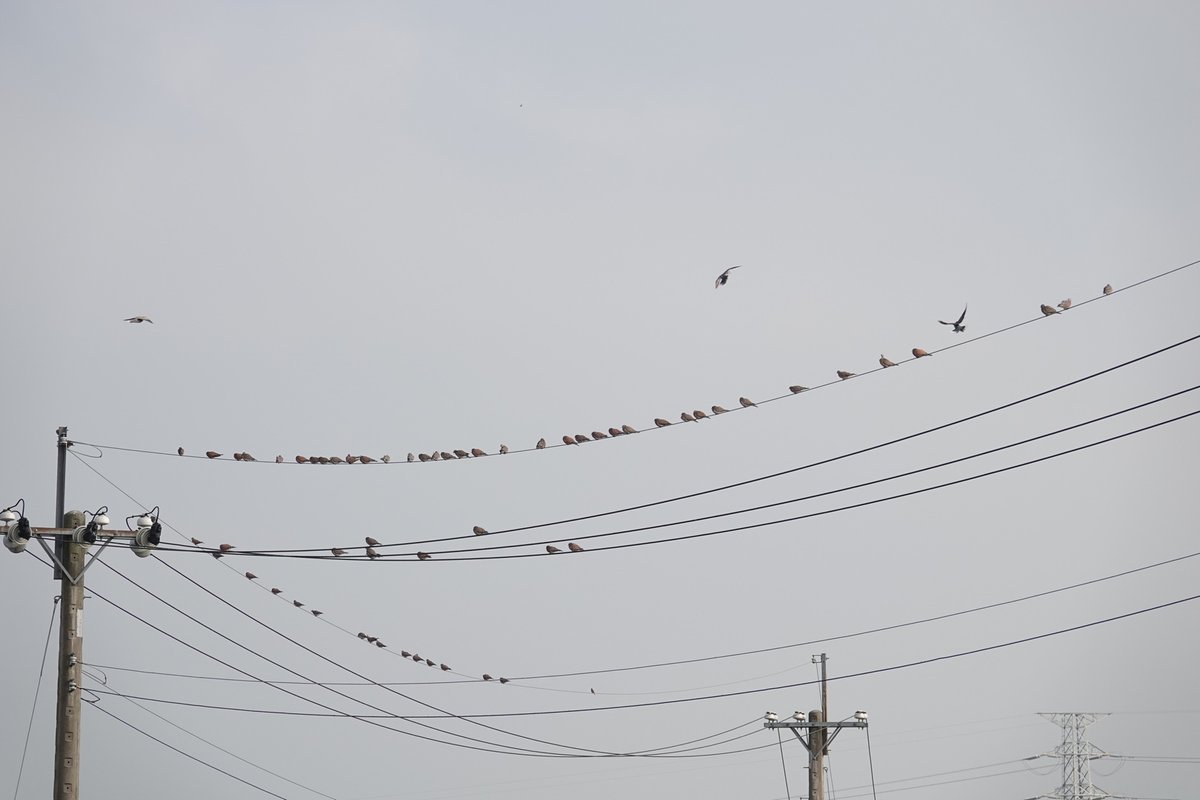 taiwanbirdguide's tweet photo. Another common scene in harvested paddy rice field: lots of lots of #RedCollaredDove #紅鳩 on the wire.
#TaiwanBirdGuide #bird #birding #birdphotography #Taiwan https://t.co/TylhNv3iyE