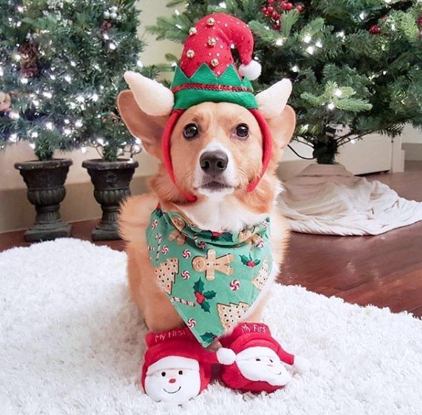 Merry Christmas to everyone, and especially to all the furbabies! #MerryChristmas #Christmas2019