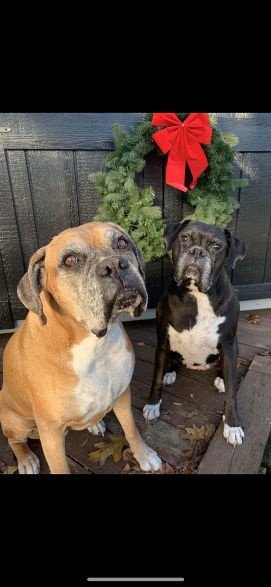 Merry Christmas from Apollo and Shadow! #boxers #boxerdogs #boxerlife #boxersoftwitter #boxerdogsoftwitter #dogsoftwitter #christmas #MerryChrismas #christmasdogs