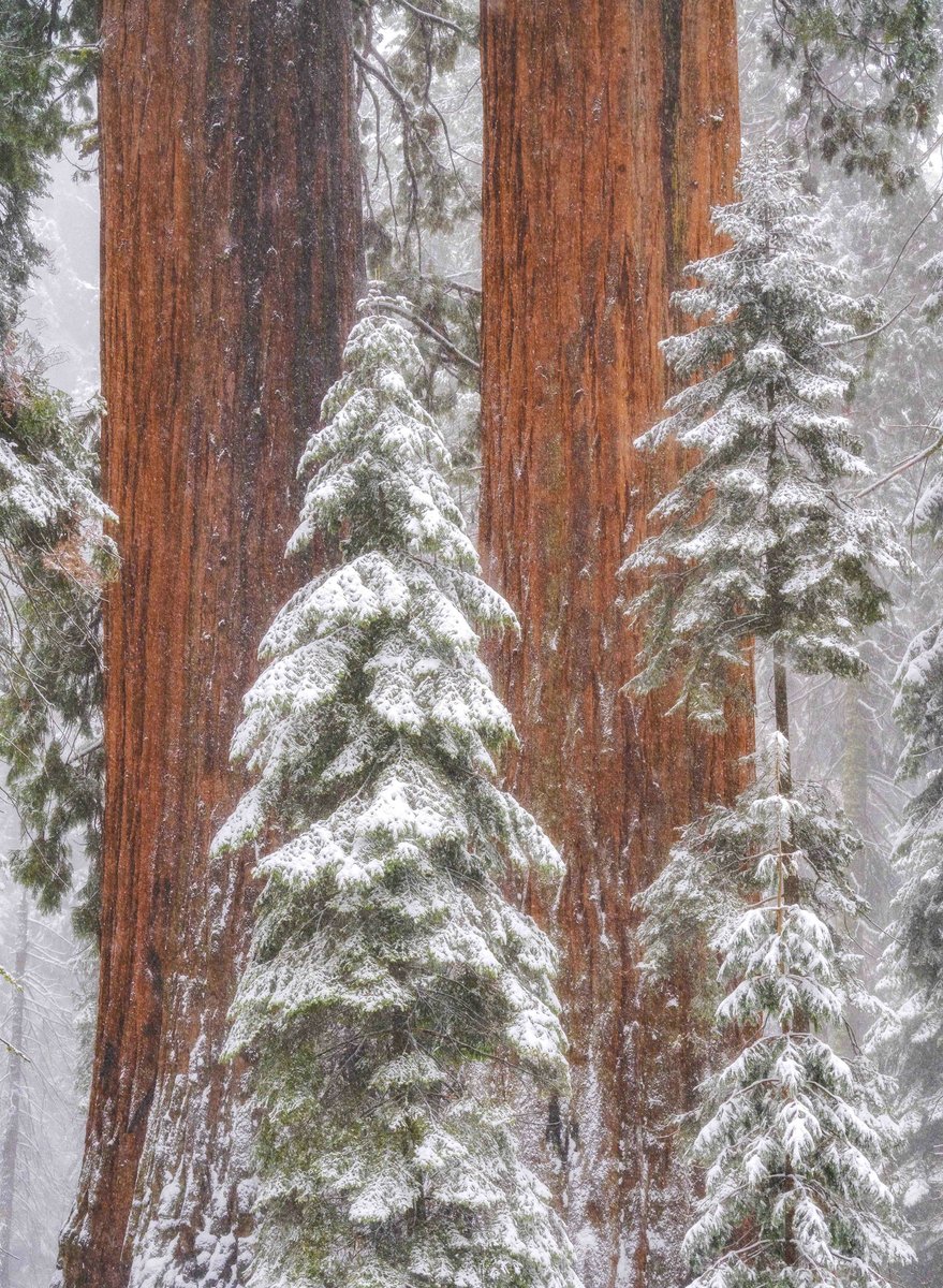 Snow clings to several very tall trees in a forest.