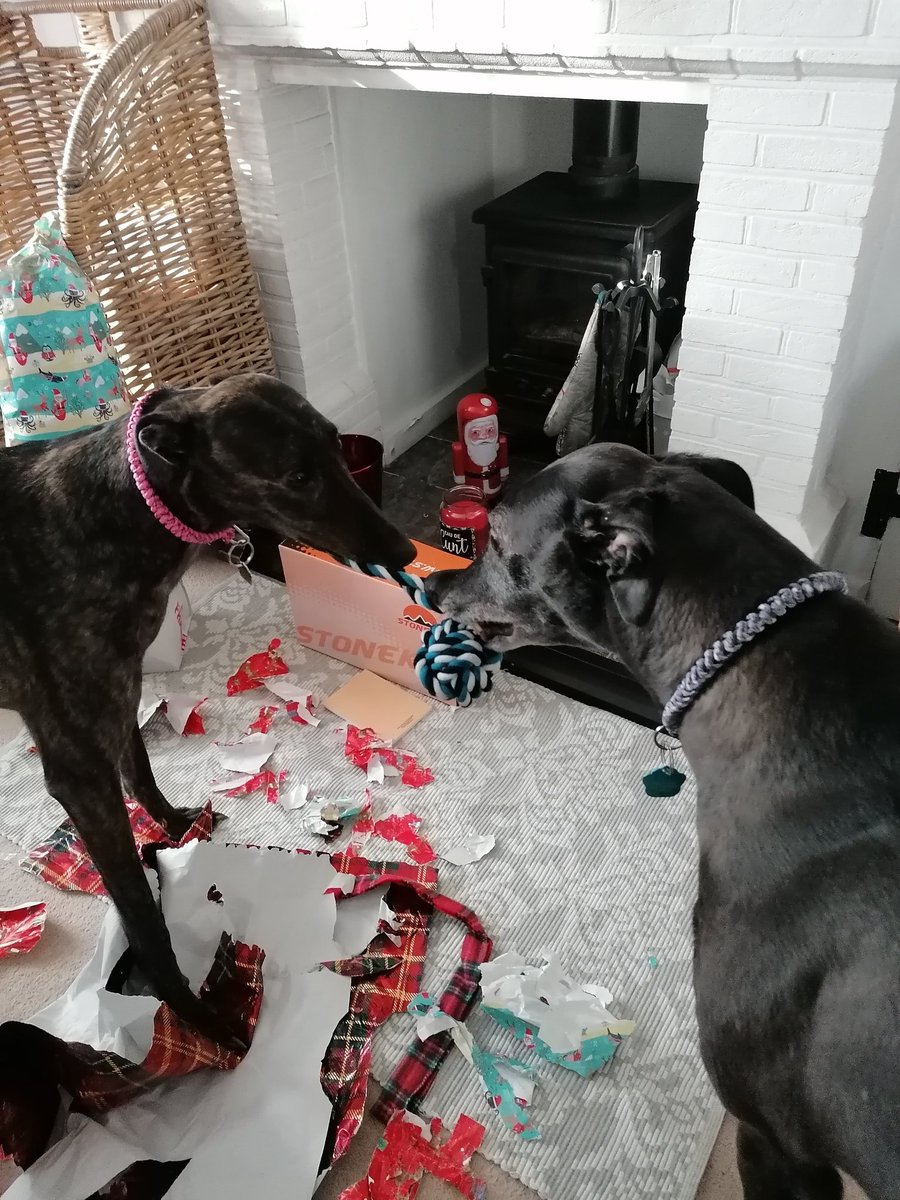 jaynem9974's tweet photo. #xmasmorning #xmas #houndsoftwitter #houndsofchristmas #ChristmasDay https://t.co/Abpk7uc3kb