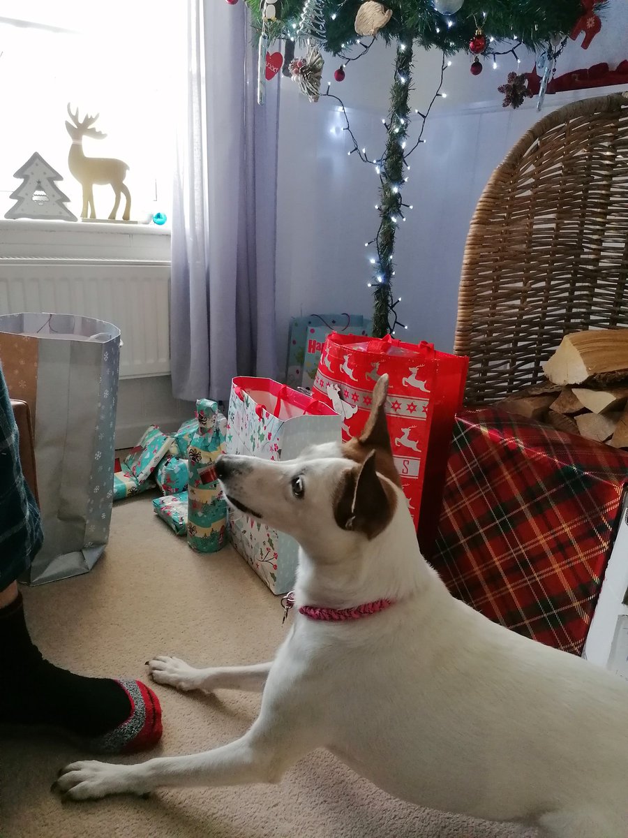 jaynem9974's tweet photo. #xmasmorning #xmas #houndsoftwitter #houndsofchristmas #ChristmasDay https://t.co/Abpk7uc3kb