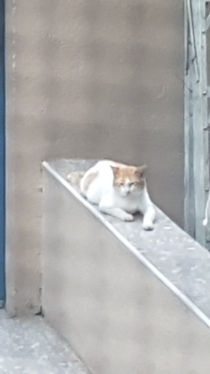 aaangelyap's tweet image. EXPOSE YOURSELF GAME: close ur eyes and scroll through ur camera roll and blindly choose 4 pics. no cheating

...i'm about to stan loona aren't i...