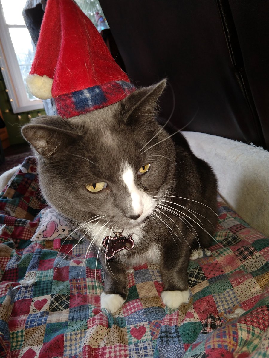jeffskogstad's tweet photo. Misha, Twylla, Colby, and our house guest Enzo wish everyone a happy holiday season!🎄🎁🎉 🎊 https://t.co/5J3Vp7mMC3