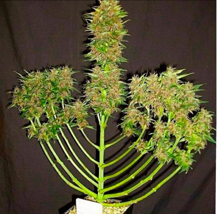 Happy Holidays from Canna Law Blog! dlvr.it/RLvyS3