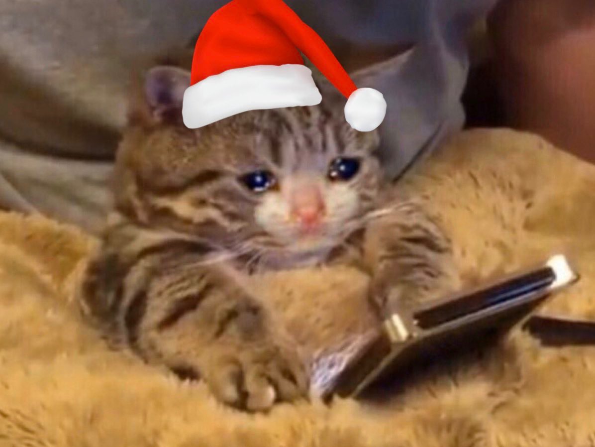 кошка с мобильником. котик с телефоном. кошка с телефоном. кот с телефоном мем. плачищуй коттс телефоном.