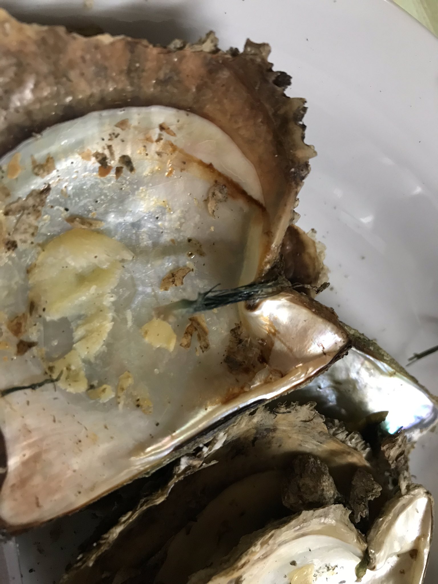 Yuuki Yokoyama 地元ではアコヤ貝 真珠貝 を焼いて食べるんだけど 足糸 青緑色をしている を取って食べないと腹を壊すから外して食べろ と言われた T Co Q5hmr9vasp Twitter