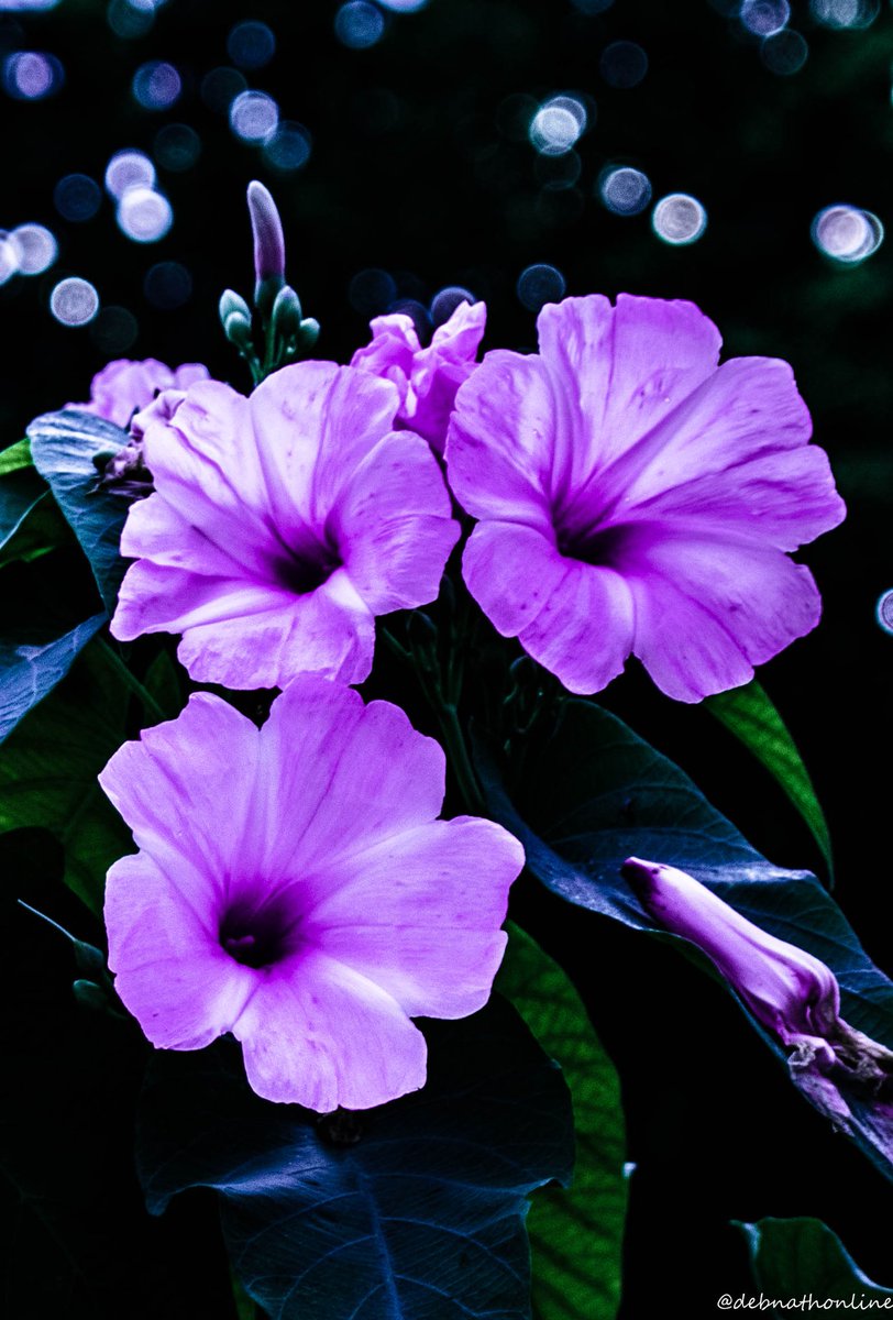 debnathonline's tweet photo. #kitlensphotography #violet #poison https://t.co/55XbG1H4CK