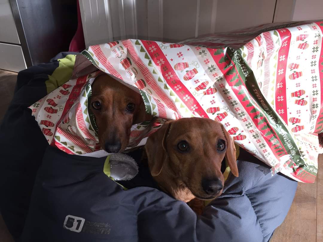 Happy Christmas to all our customers from all the Family at IOS Parking.
#IsleOfScillyParking #Dachshund #Scillies